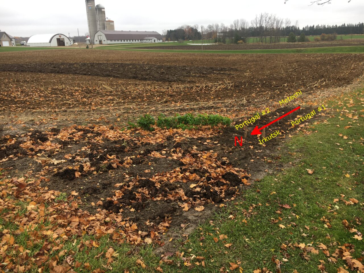 Photograph of the triangle with an arrow pointing north and labels showing which garlic is planted where