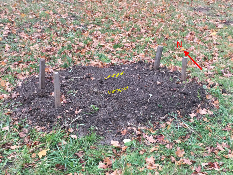 Photograph of the garlic patch behind the house with arrow pointing north and labels for the garlic