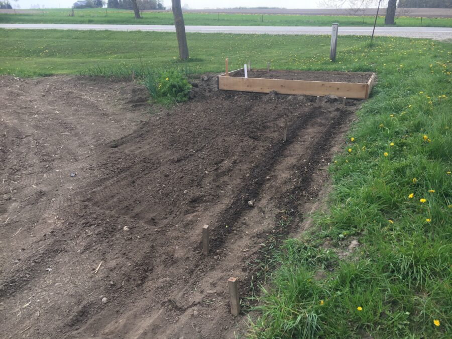 The raised bed, which has been levelled, and the rows I planted today.