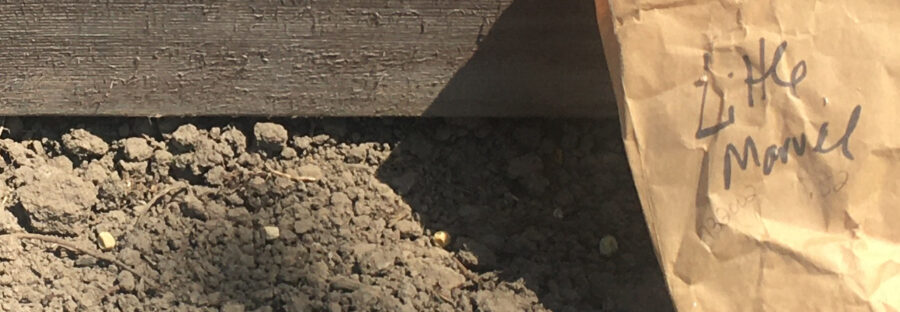 A row of peas and the little brown paper bag they were in, in front of the raised bed board.