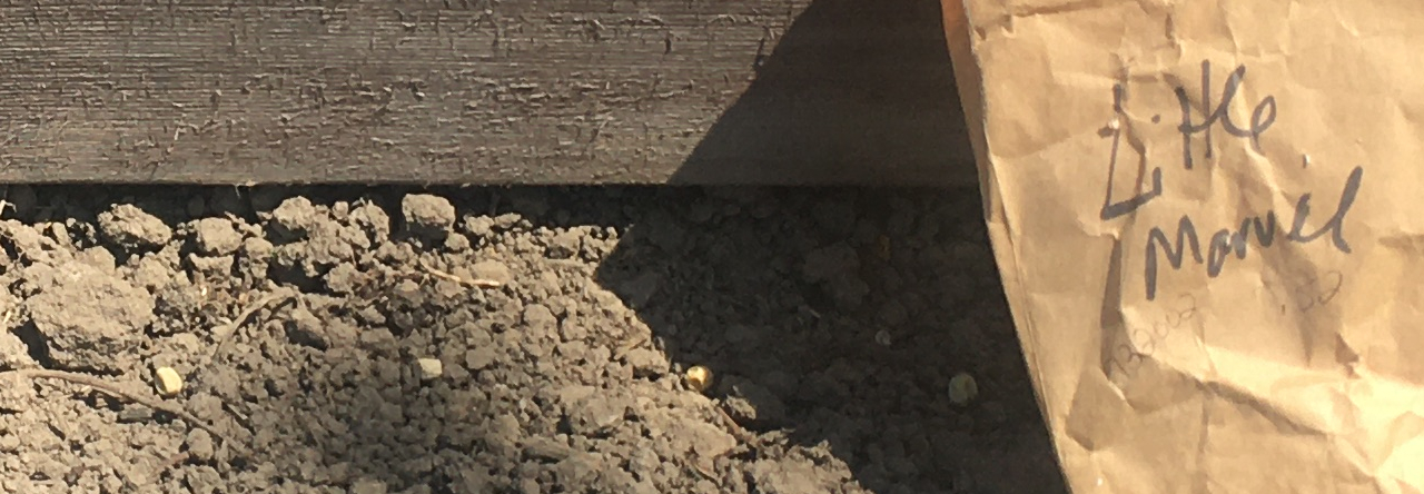 A row of peas and the little brown paper bag they were in, in front of the raised bed board.